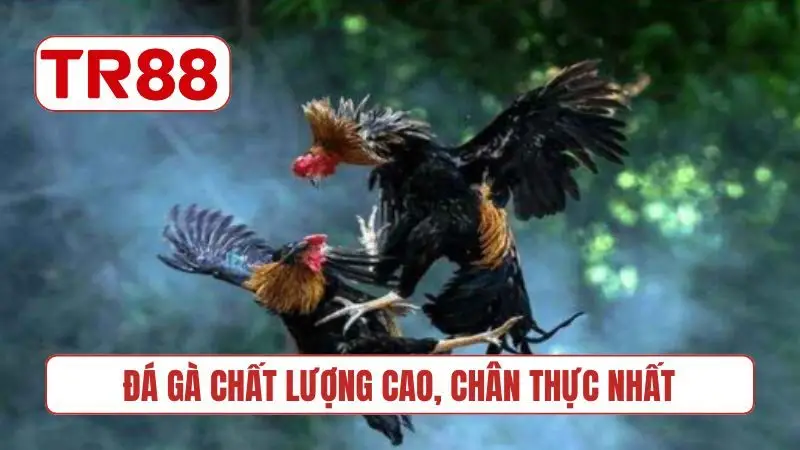 Đá gà chất lượng cao, chân thực nhất
